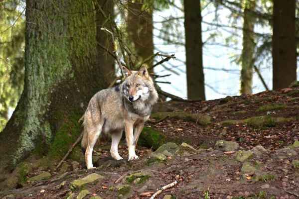 Jagdgesetz: Vernehmlassung zu Wolfsabschüssen in Wurfzeit und Jagdbanngebieten läuft bis 16. Oktober