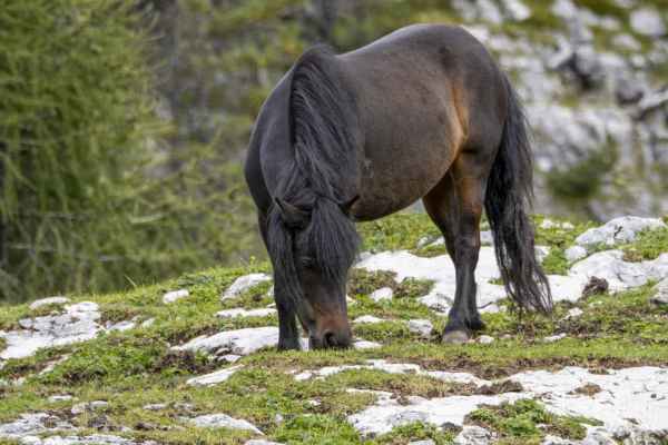Pferd erschossen, zwei Tote im Tessin: Jagdämter können ihre Verantwortung nicht abschieben