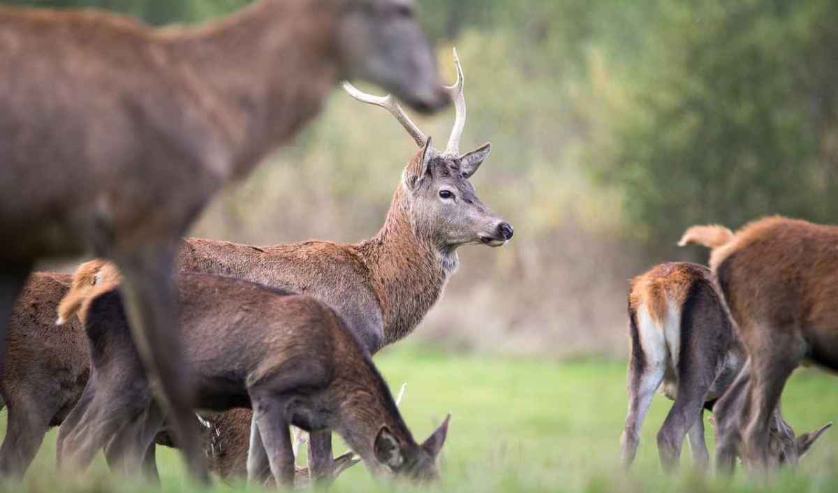 Sonderjagd Graubünden Im September geschützt, im Dezember zum Abschuss frei