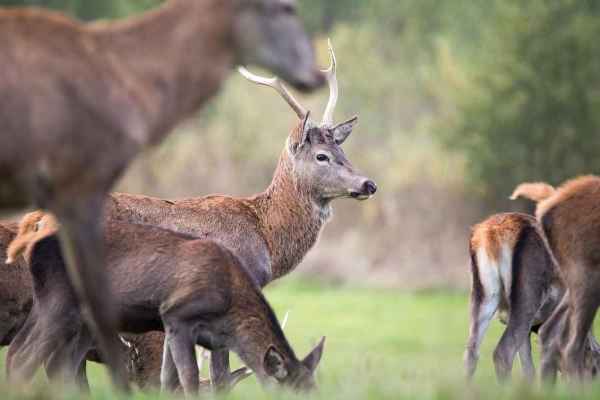 Sonderjagd Graubünden: Im September geschützt, im Dezember zum Abschuss frei