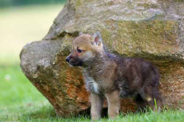 Tessin gibt Rudel Molare und Lepontino zur Wolfsregulierung frei