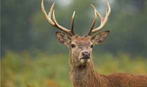 Tessiner Jagdplanung Was die Zahlen zeigen und was sie nicht beweisen