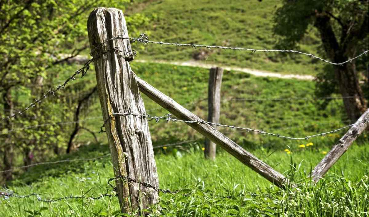 Thurgau wants to ban barbed wire fences