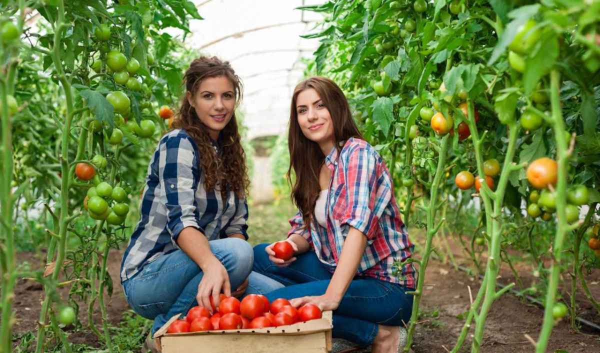 «Vegan-Zwang» sei «brandschwarz gelogen»: Was der Fall über SVP-Abstimmungskampagnen zeigt