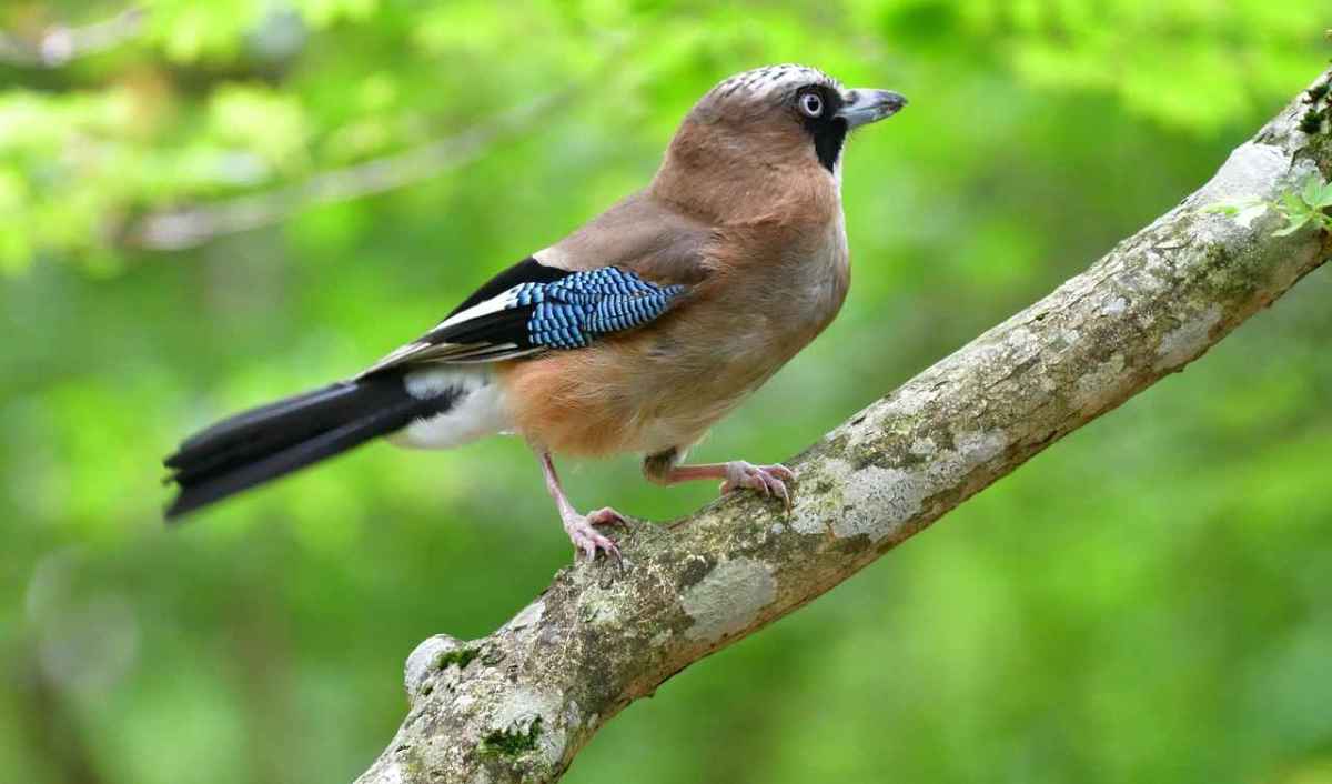 Wie ein Einzelinitiant Zürichs Vogeljagd einschränkte