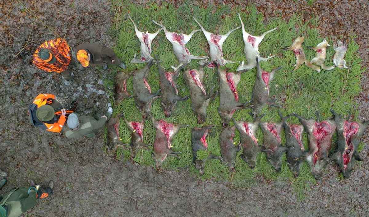 Wild als «Heimat auf dem Teller» Was die Genussstrecke in Graubünden verschweigt