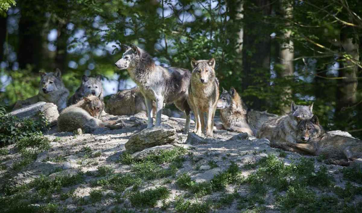 Wolfsregulation Graubünden Die Wirkung der Welpenabschüsse ist nicht belegt