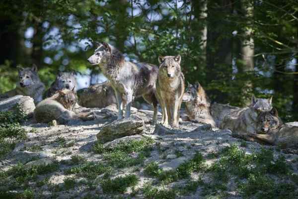 Wolfsregulation Graubünden: Nutzen der Welpenabschüsse nicht belegt