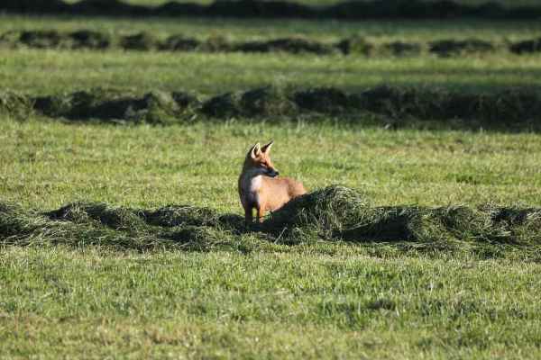 Zuger Hobby-Jäger ziehen gegen Nachsuchepflicht und Fuchsprämien-Aus vor Bundesgericht
