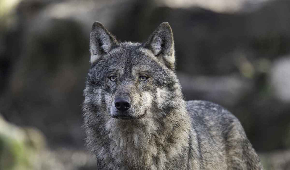 Bundesretten: CHWolf må ikke klage mod nedskydning af ulve