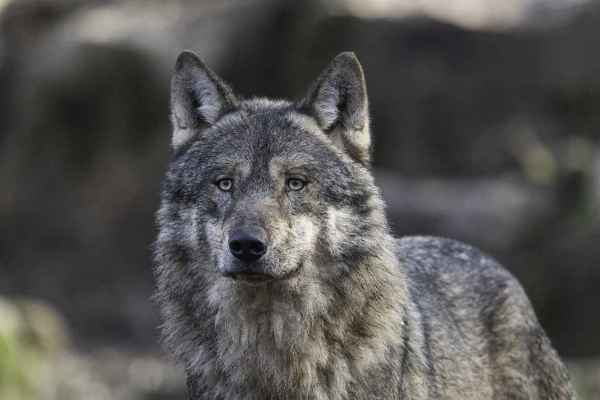 Federal Supreme Court: CHWolf may not sue against wolf kills