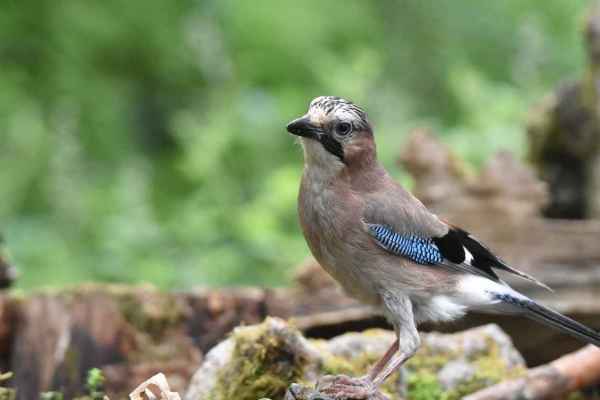 St. Gallen hält an Vogeljagd fest – Zürich zieht die Konsequenzen