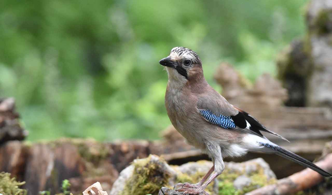 St. Gallen permits bird hunting without necessity