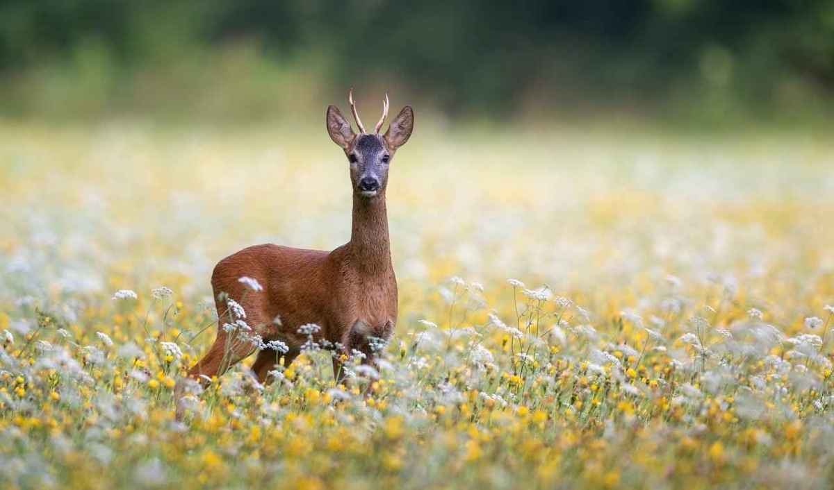 Italienische Psychologin: Was Menschen zur Hobby-Jagd treibt