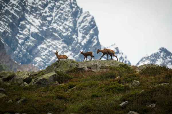 Episodio de pódcast: caza, animales salvajes y protección