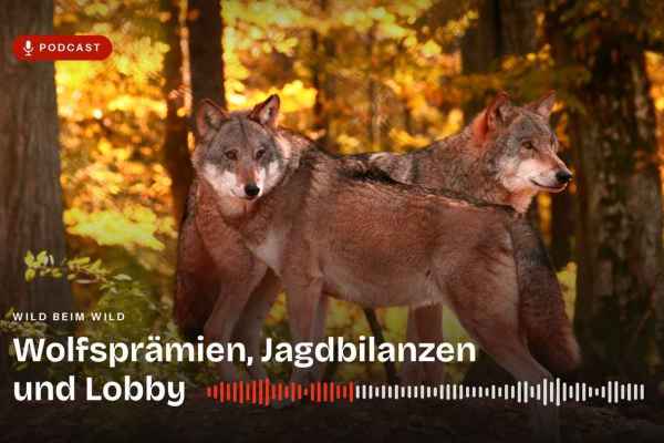 Podcast-Episode: Jagd, Wolf und Politik