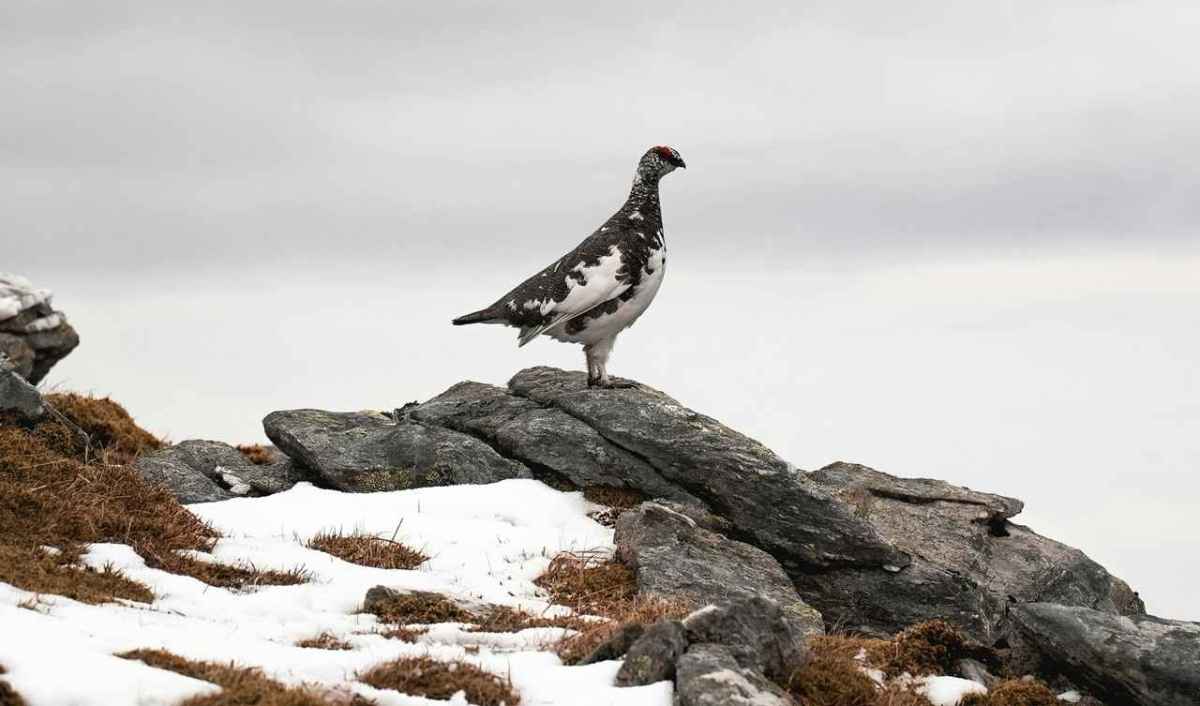 Perdiz nival con plumaje de transición sobre una roca, entre restos de nieve