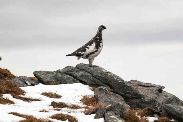 Frankrig beskytter alpesneppen, i Schweiz skydes den fortsat