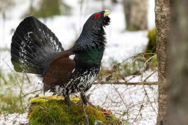 Arjeplog: Norweger stirbt bei Hobby-Jagd, Jagdkollege unter Verdacht