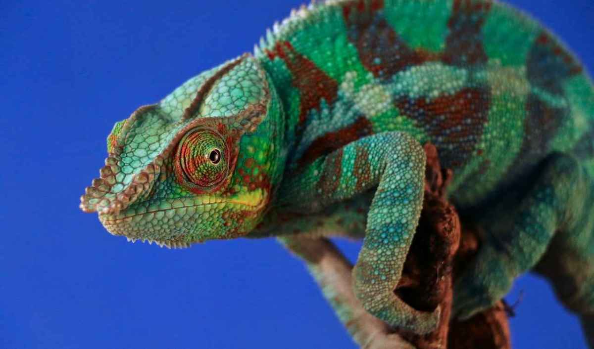 Camaleón pantera de colores vivos sobre una rama, una de las especies de Madagascar más codiciadas en el comercio de mascotas