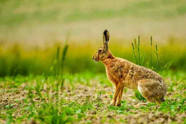 Neuenburg erlaubt Jagd auf gefährdete Feldhasen, Freiburg öffnet Faunafonds für Schiessanlagen