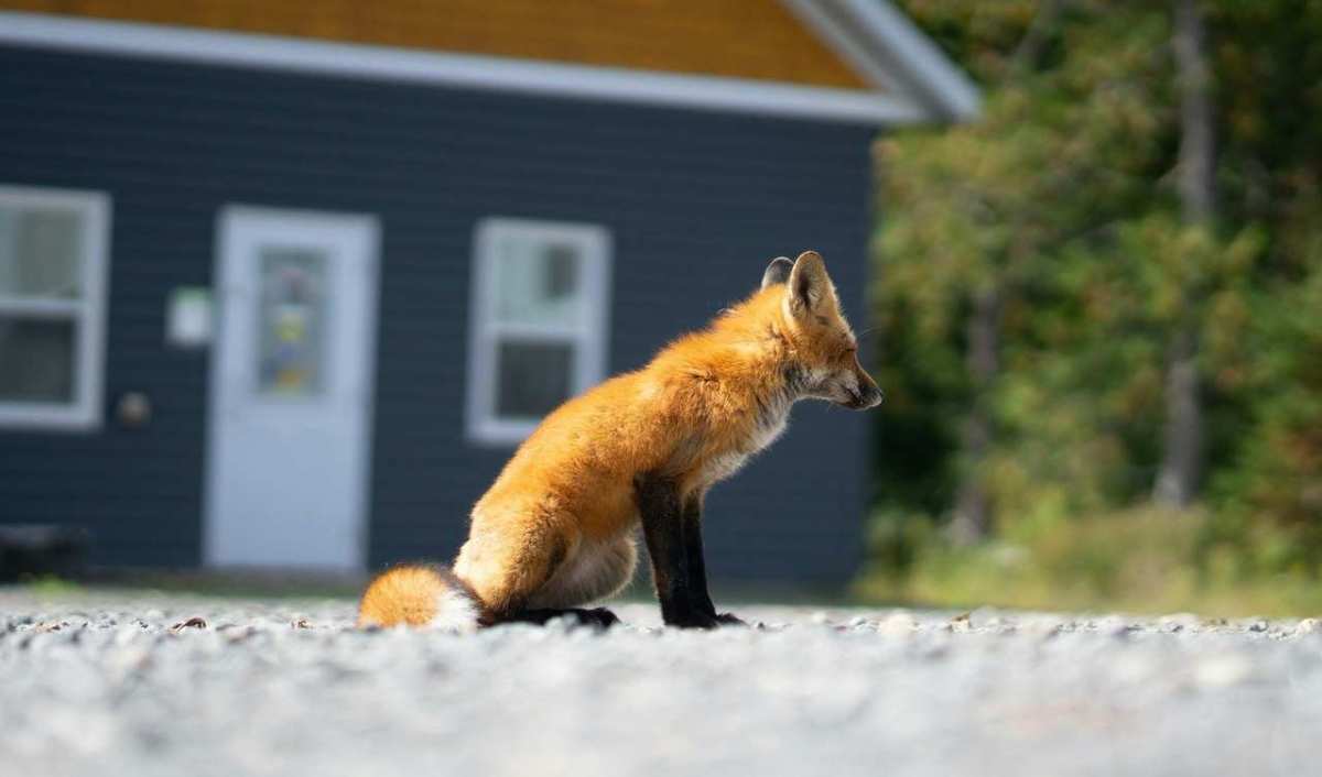 Rød ræv sidder på en grusplads foran et hus ved skovkanten