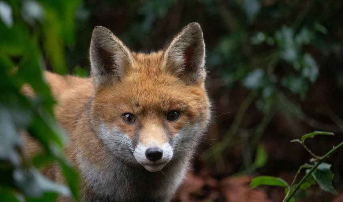 Ein Rotfuchs blickt zwischen Blättern im Wald in die Kamera