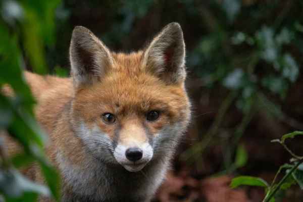 Fuchsjagd-Verbot: Jagdschutz-Präsident nennt Impfen «extrem»