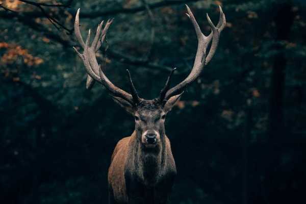 Feuerwerksinitiative am 29. November: Worum es für Wildtiere geht