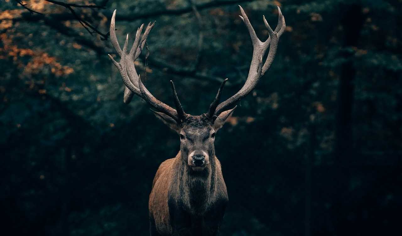 Cervo nel bosco autunnale scuro