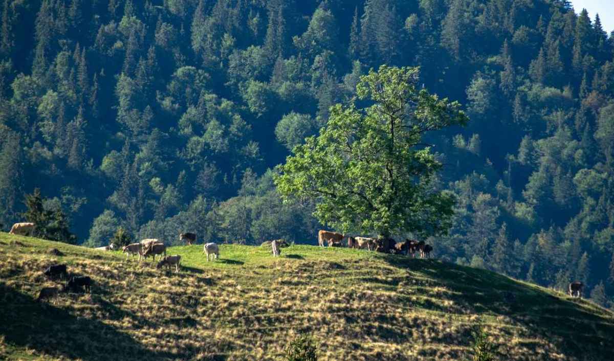 Rinder weiden auf einer Juraweide unter einem einzelnen Baum vor dichtem Wald