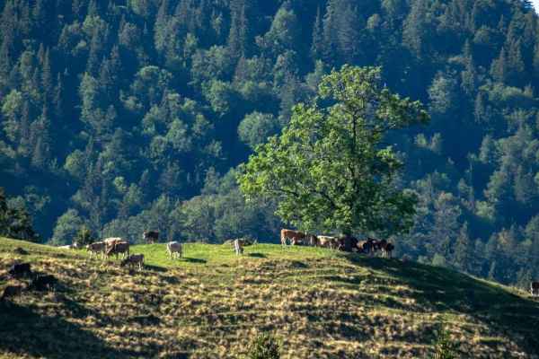 Wolves in the Jura: calm in Vaud, kills in Neuchatel