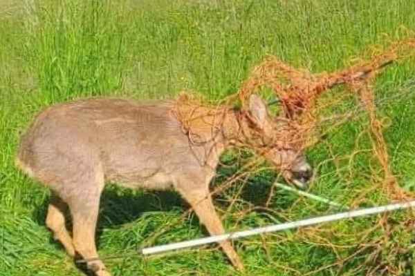 Vallas convertidas en trampas: 73 animales salvajes atrapados en Graubünden