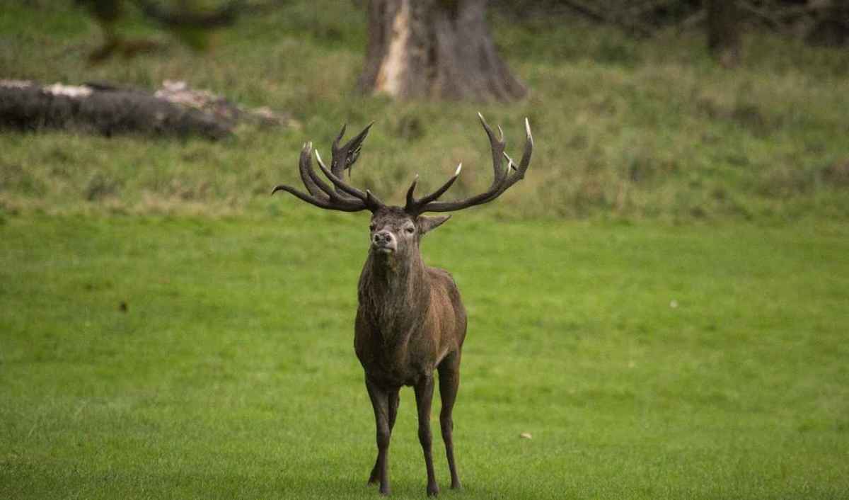 Ein Rothirsch mit grossem Geweih steht auf einer grünen Wiese