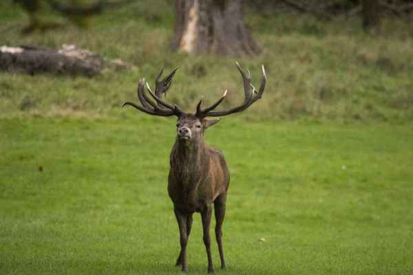 Toggenburger Hobby-Jäger verwechselt Rothirsch mit Rehbock: 200 Franken Busse