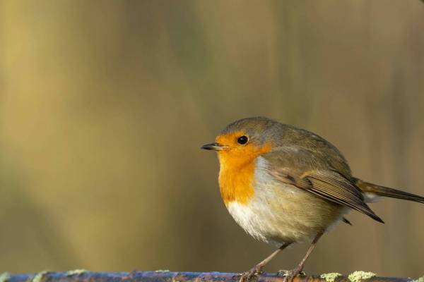 Vogelwilderei bei Brescia: Jedes Jahr Tausende Singvögel in Netzen und Kochtöpfen