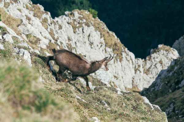 Walliser Hochjagd 2026: Mehr Gämsen getötet trotz zusätzlicher Schutzregeln