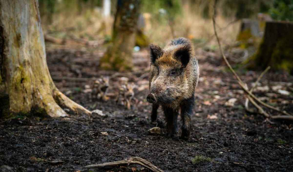 Dzik stoi na ciemnym leśnym podłożu między pniami drzew, w tle dwa warchlaki