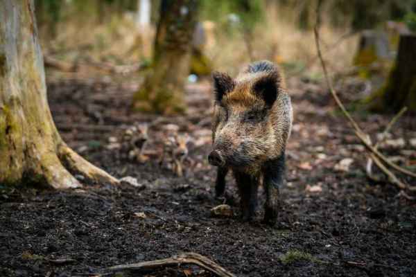 Vitznau: Erstes Wildschwein erlegt, Kanton Luzern meldet bislang kaum Schäden
