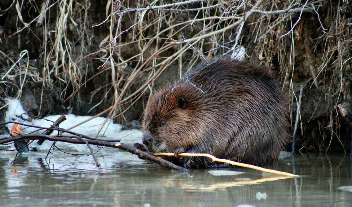 Un castoro è seduto nell'acqua bassa davanti a una scarpata e rosicchia un ramo.