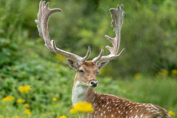 Riesenleberegel erstmals in Frankreich: Ein Parasit, der mit Jagdwild nach Europa kam
