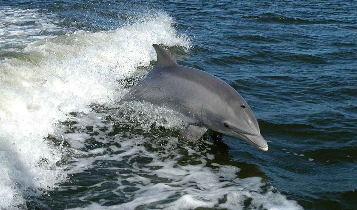 A bottlenose dolphin leaps from a bow wave in the open sea