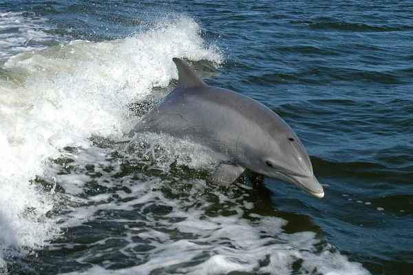 CBI Hobart : la Suisse retire sa propre résolution sur les dauphins