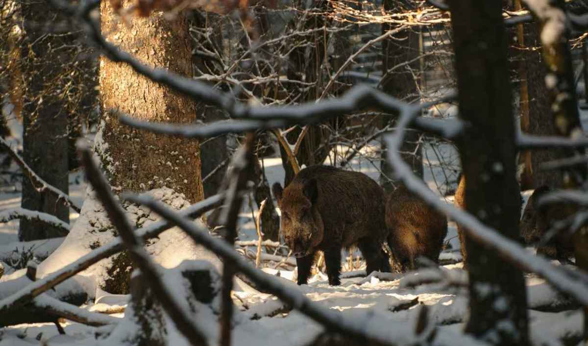 Wildschweine stehen im verschneiten Wald zwischen Bäumen