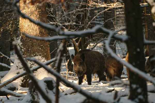 Erstmals Protest am Sammelplatz: Dorfbewohner stellen sich Drückjagd im Erzgebirge entgegen