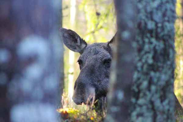 Halden: Two recreational hunters shot dead, former group member confesses