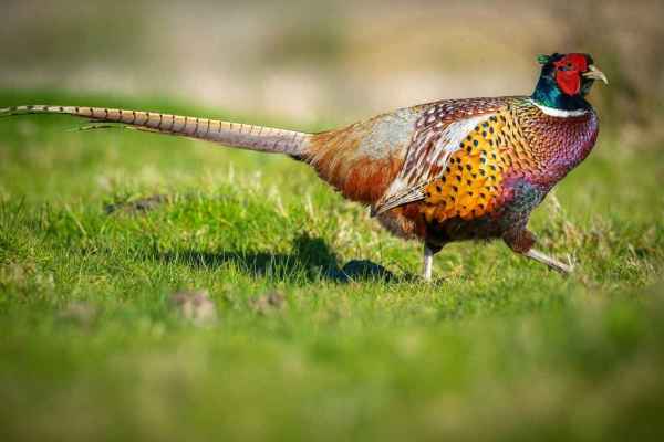 100 de fazani de crescătorie în lăzi: două bătăi de vânătoare din Burgenland anulate