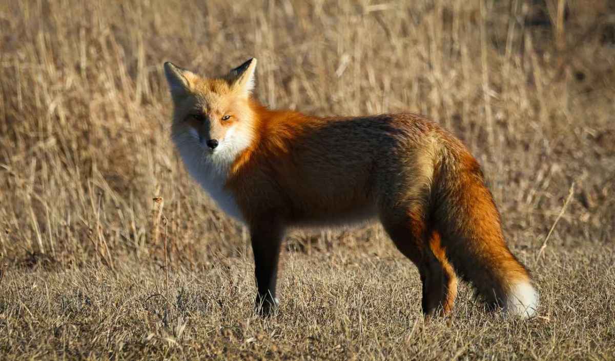 Red fox standing alert in the dry grass of an open meadow