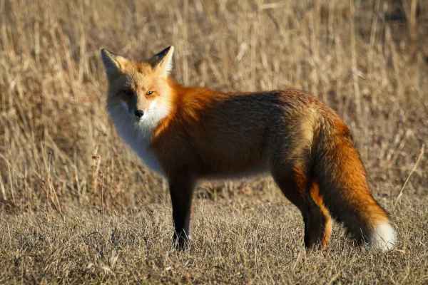 Gericht stoppt behördliche Fuchs-Abschüsse in den französischen Alpen