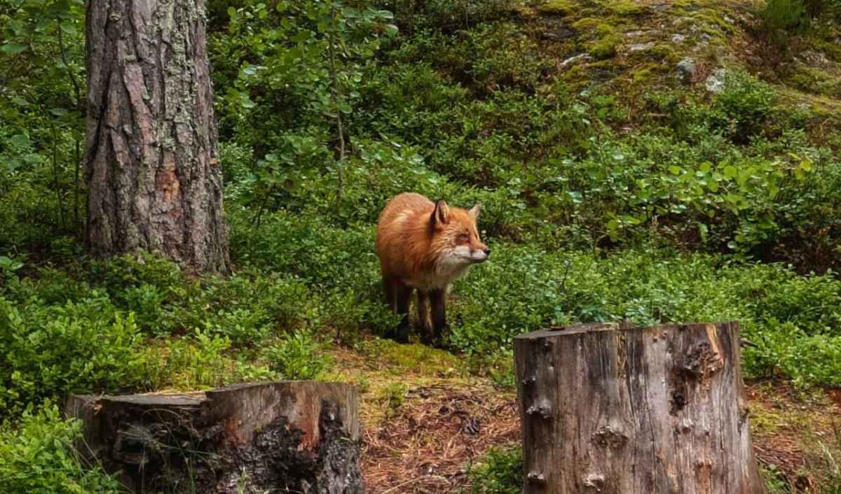 O vulpe roșie stă în pădure, între tufe de afin și două cioate de copac